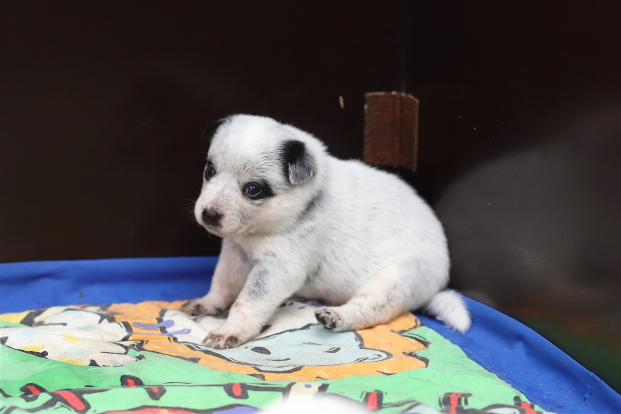 De Viknane - Chiots disponibles - Bouvier australien