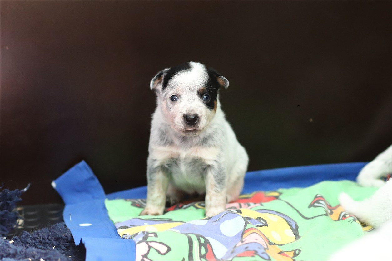De Viknane - Chiots disponibles - Bouvier australien