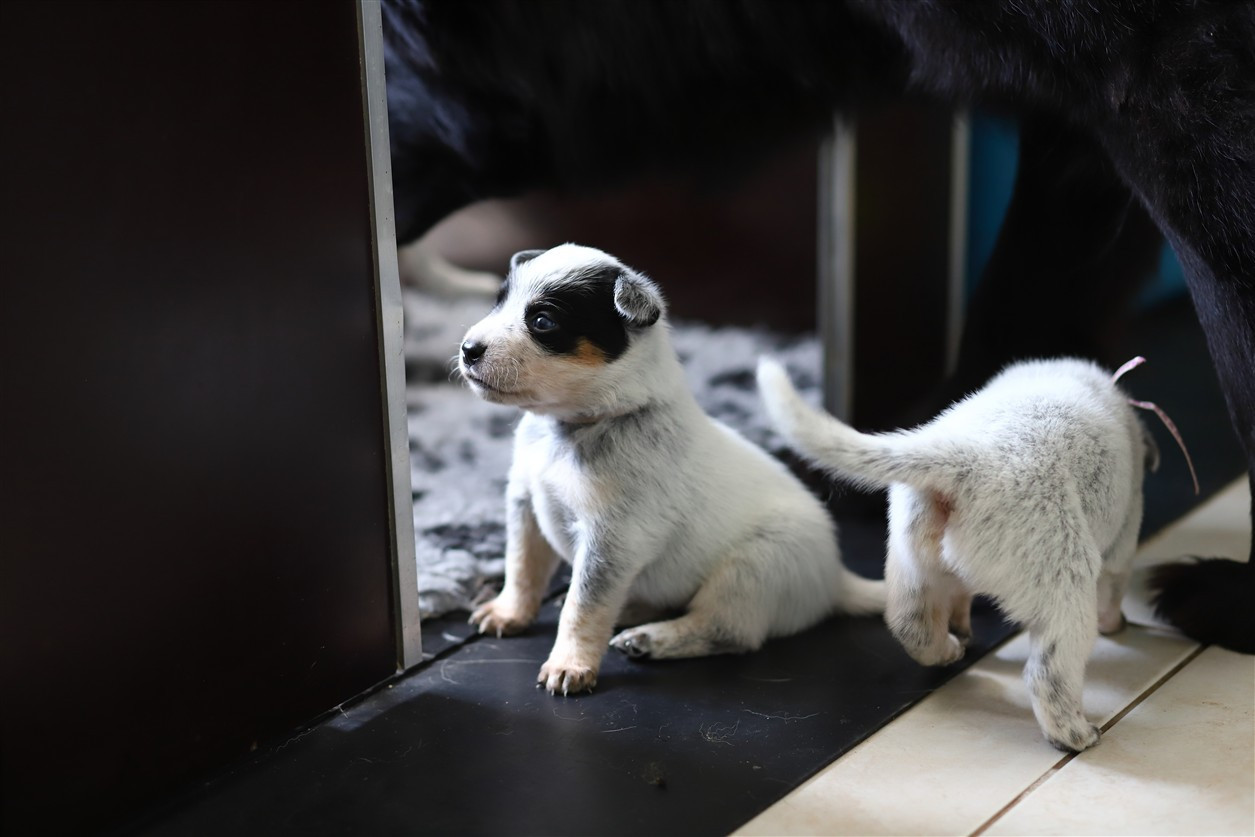 De Viknane - Chiots disponibles - Bouvier australien