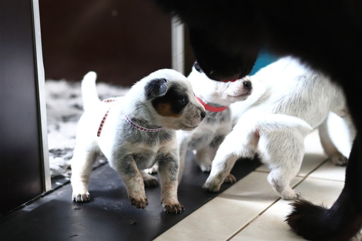 De Viknane - Chiots disponibles - Bouvier australien