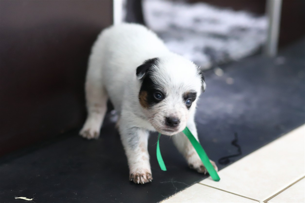 De Viknane - Chiots disponibles - Bouvier australien