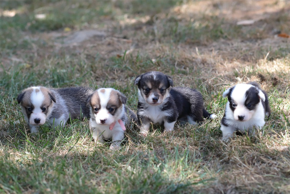 Chiot Welsh Corgi Pembroke De Viknane