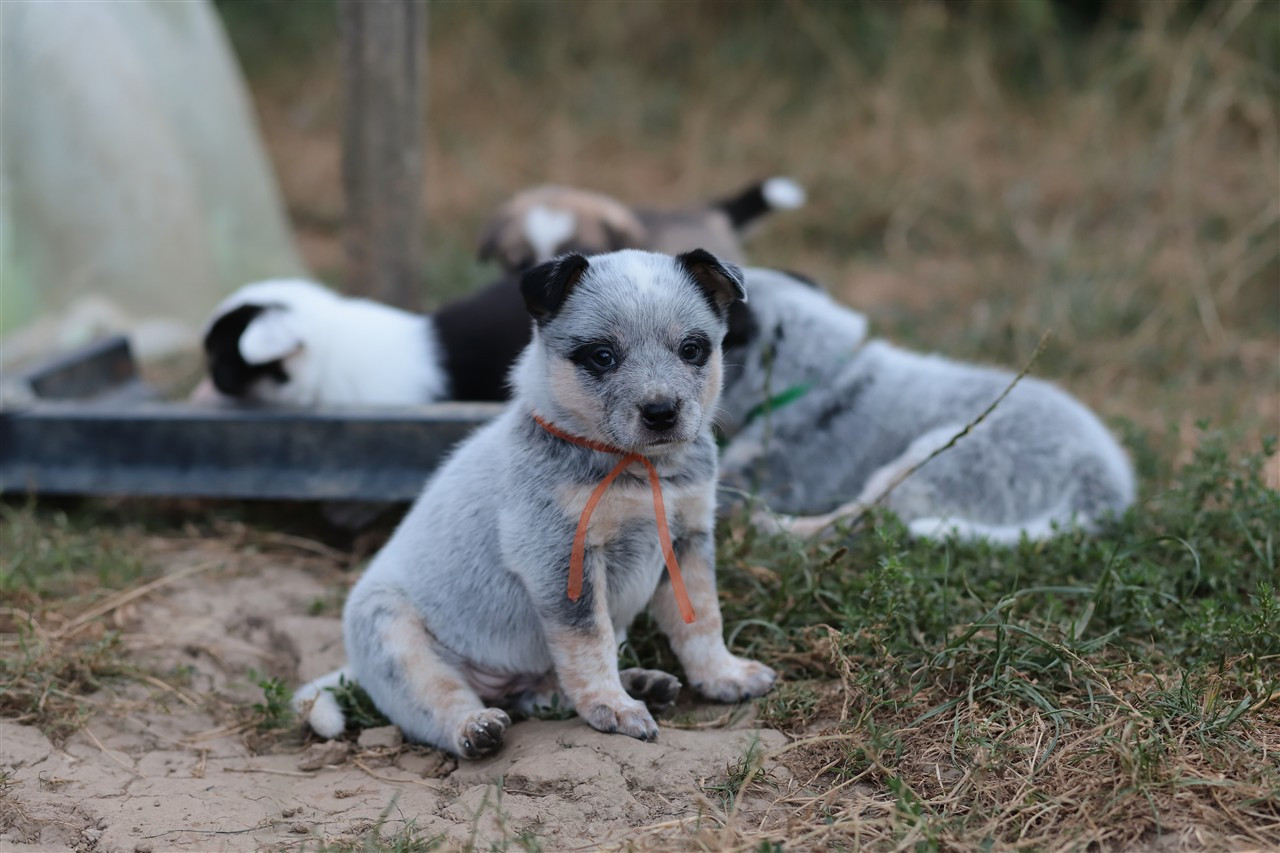 De Viknane - Chiots disponibles - Bouvier australien