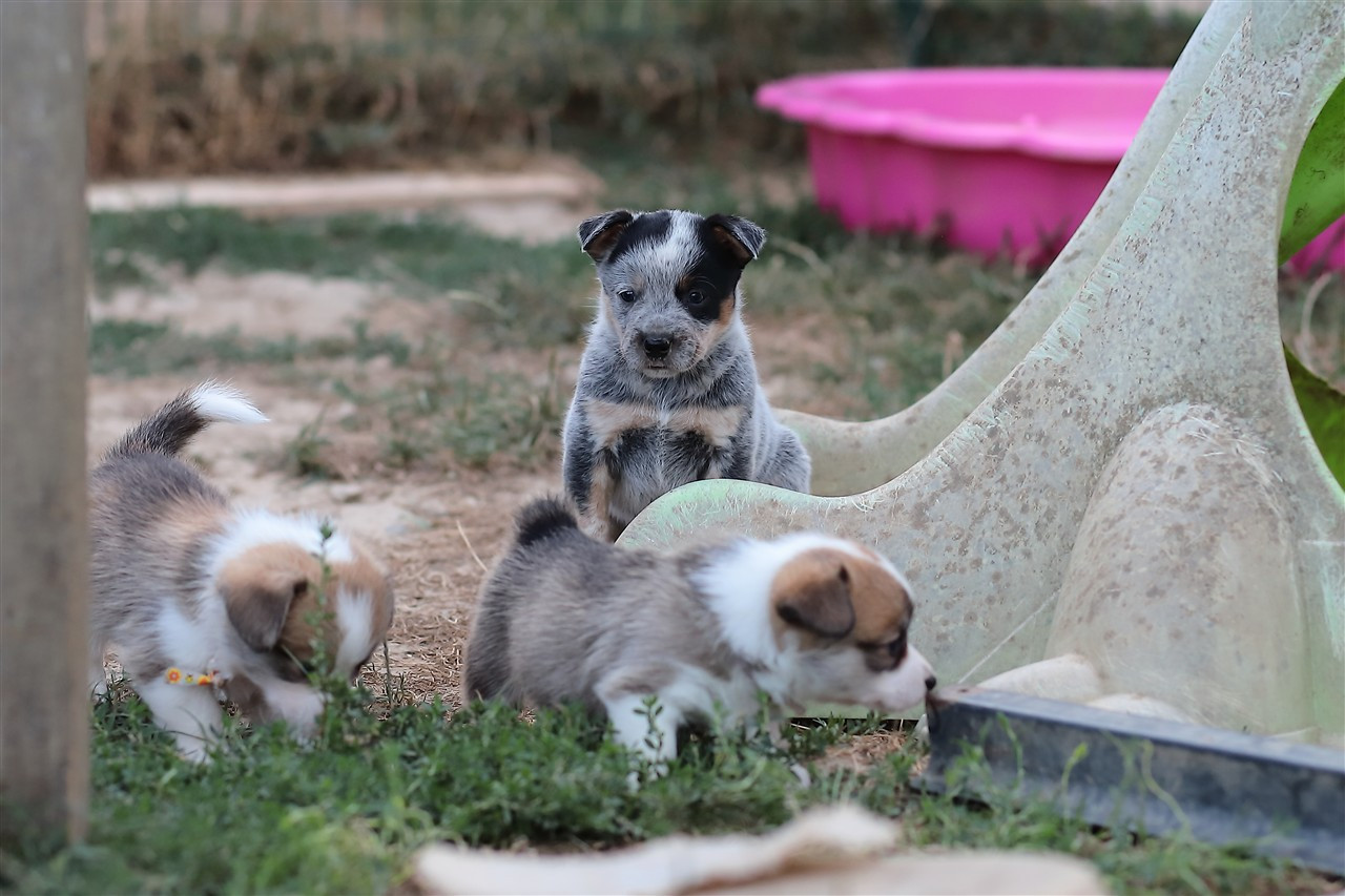 De Viknane - Chiots disponibles - Bouvier australien