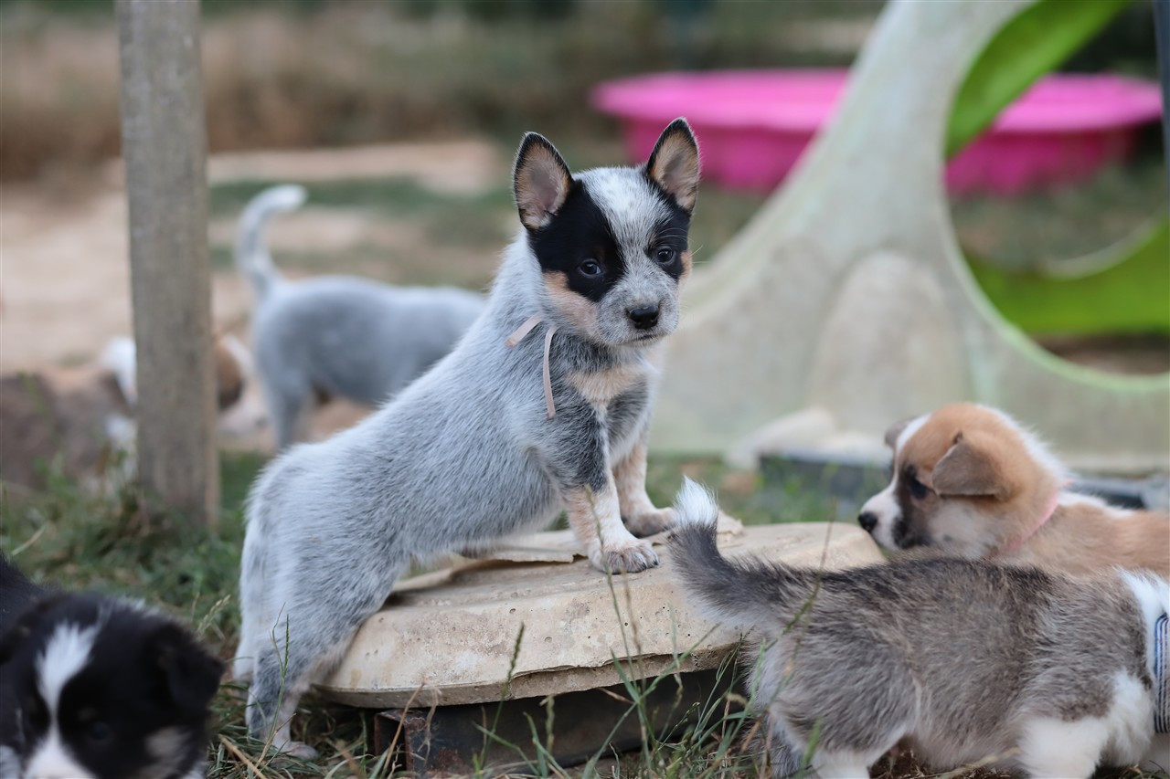 De Viknane - Chiots disponibles - Bouvier australien