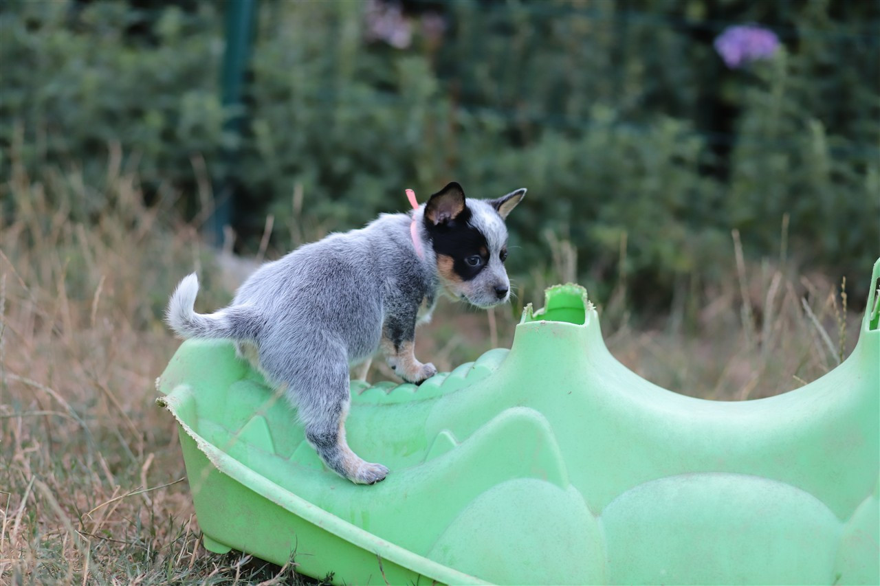 De Viknane - Chiots disponibles - Bouvier australien