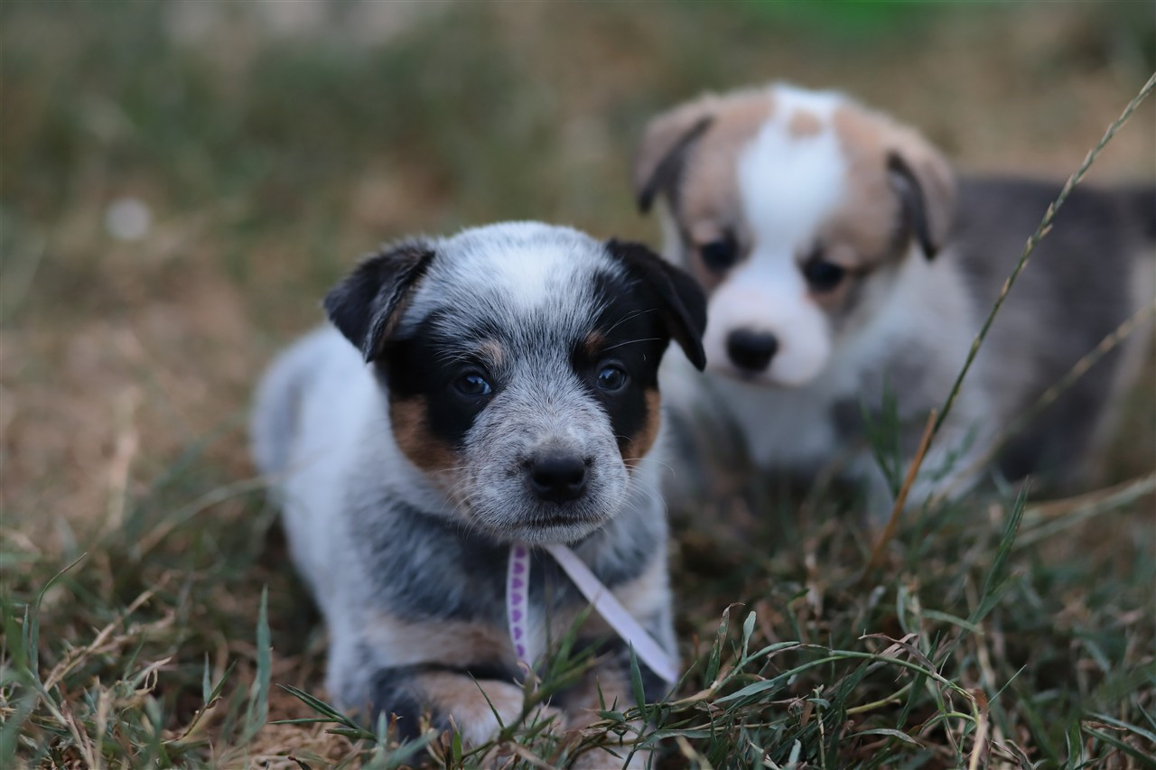 De Viknane - Chiots disponibles - Bouvier australien