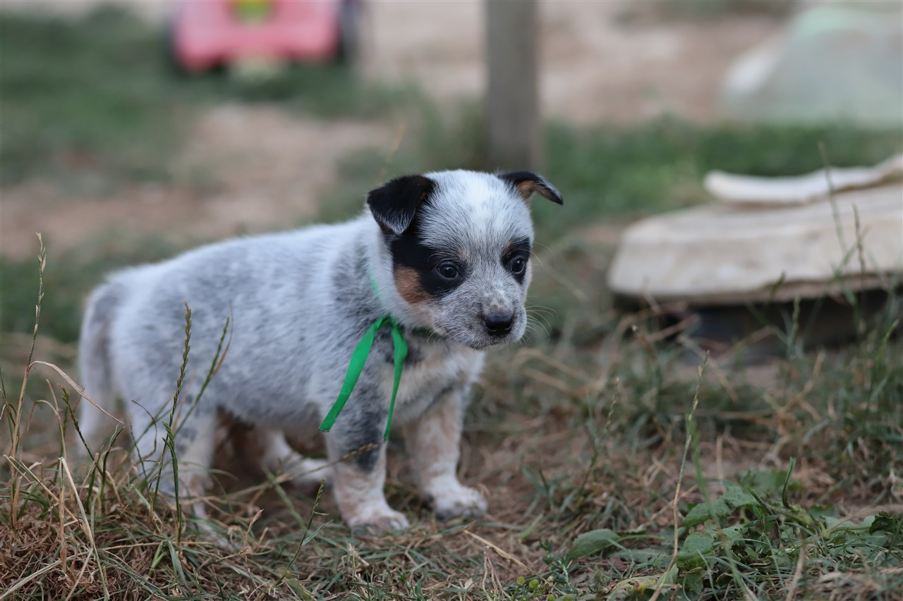 De Viknane - Chiots disponibles - Bouvier australien