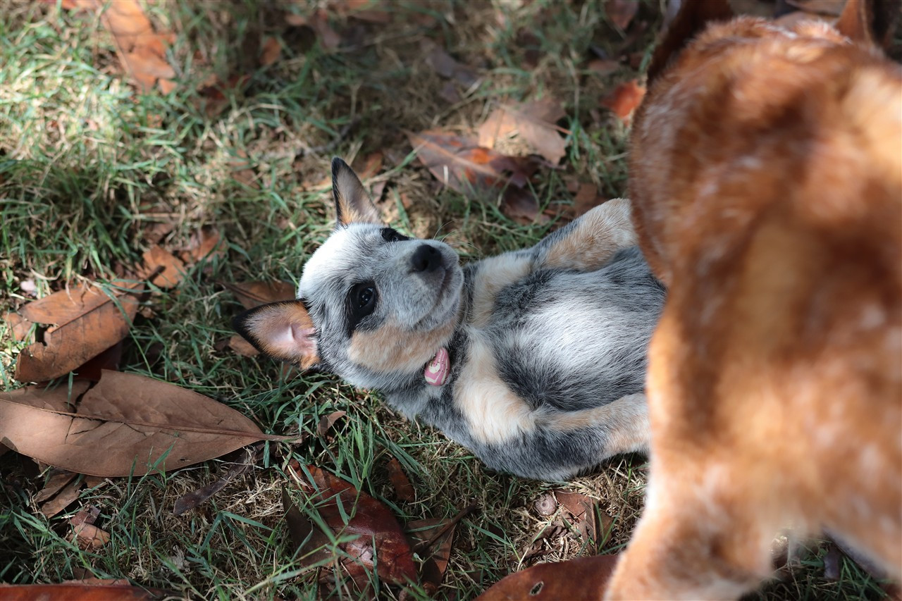 De Viknane - Chiots disponibles - Bouvier australien