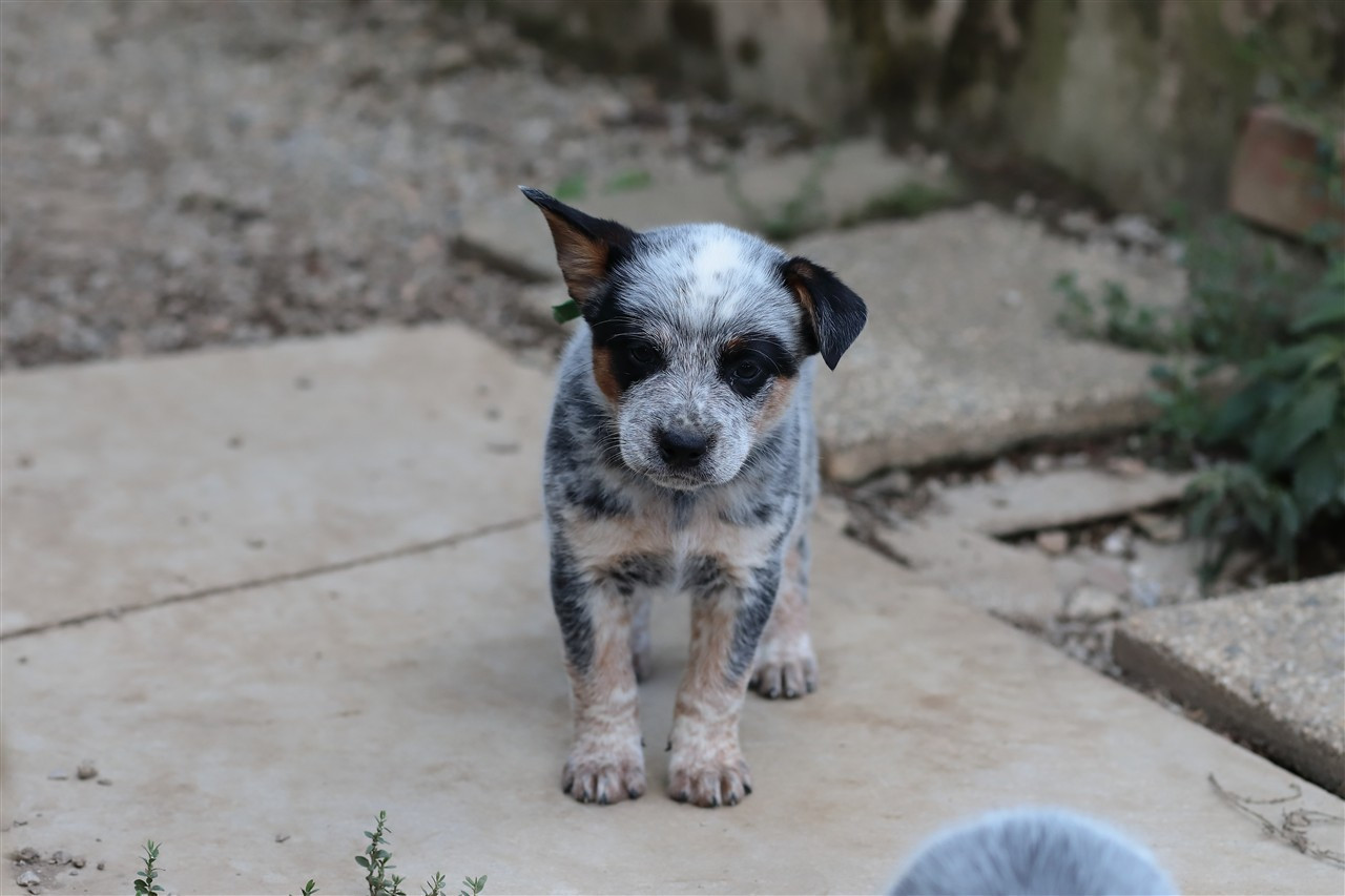 De Viknane - Chiots disponibles - Bouvier australien