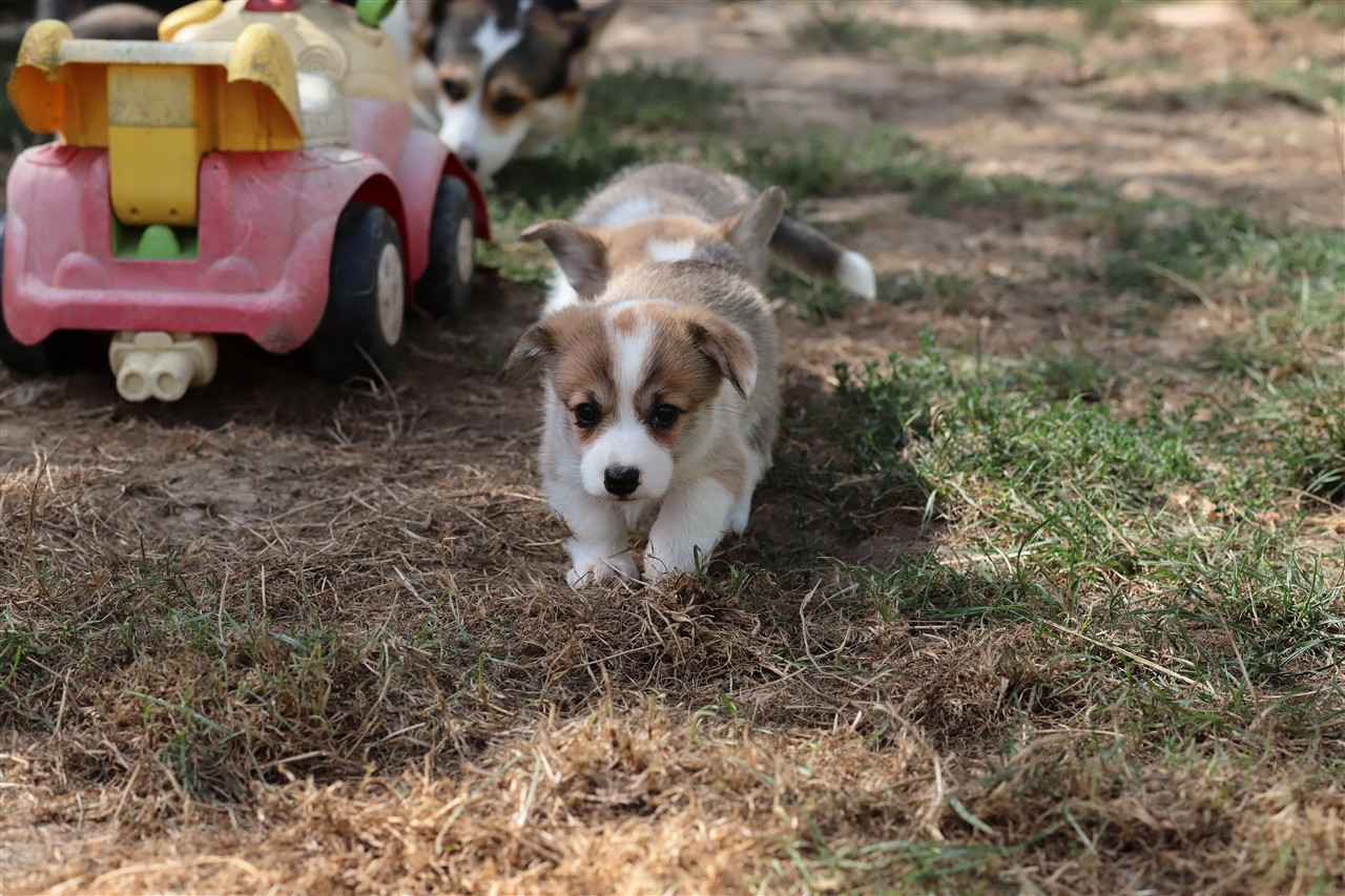 De Viknane - Chiots disponibles - Welsh Corgi Pembroke