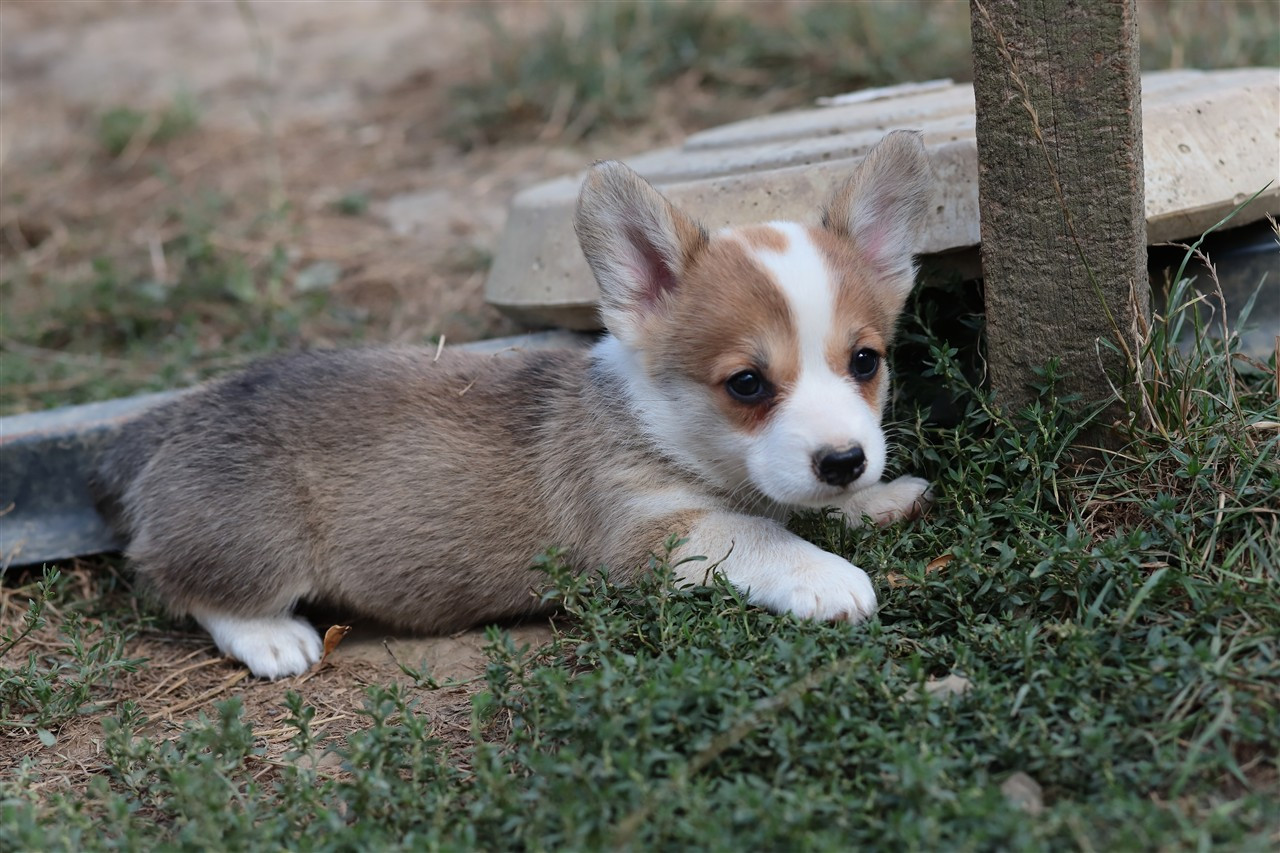 De Viknane - Chiots disponibles - Welsh Corgi Pembroke