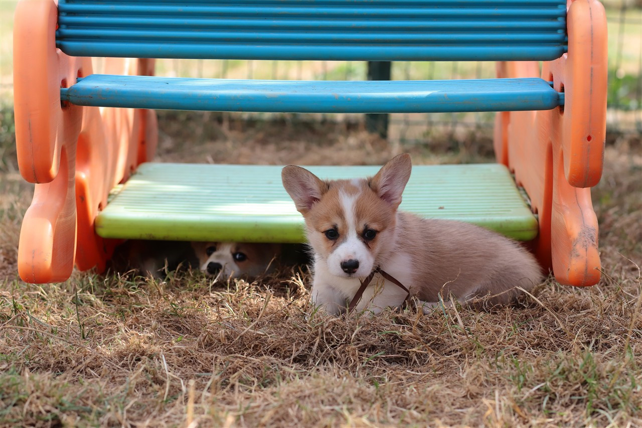 De Viknane - Chiots disponibles - Welsh Corgi Pembroke