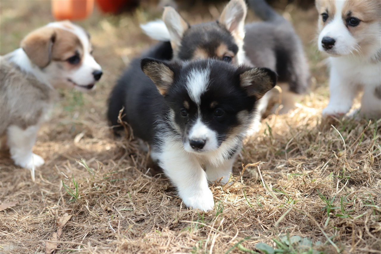 De Viknane - Chiots disponibles - Welsh Corgi Pembroke