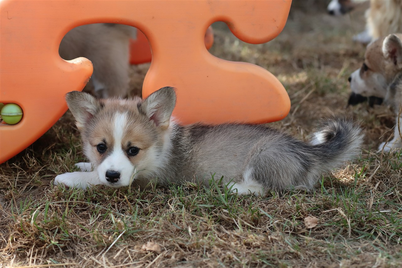 De Viknane - Chiots disponibles - Welsh Corgi Pembroke