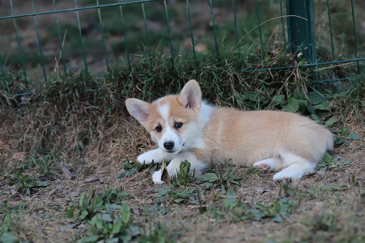 De Viknane - Chiots disponibles - Welsh Corgi Pembroke
