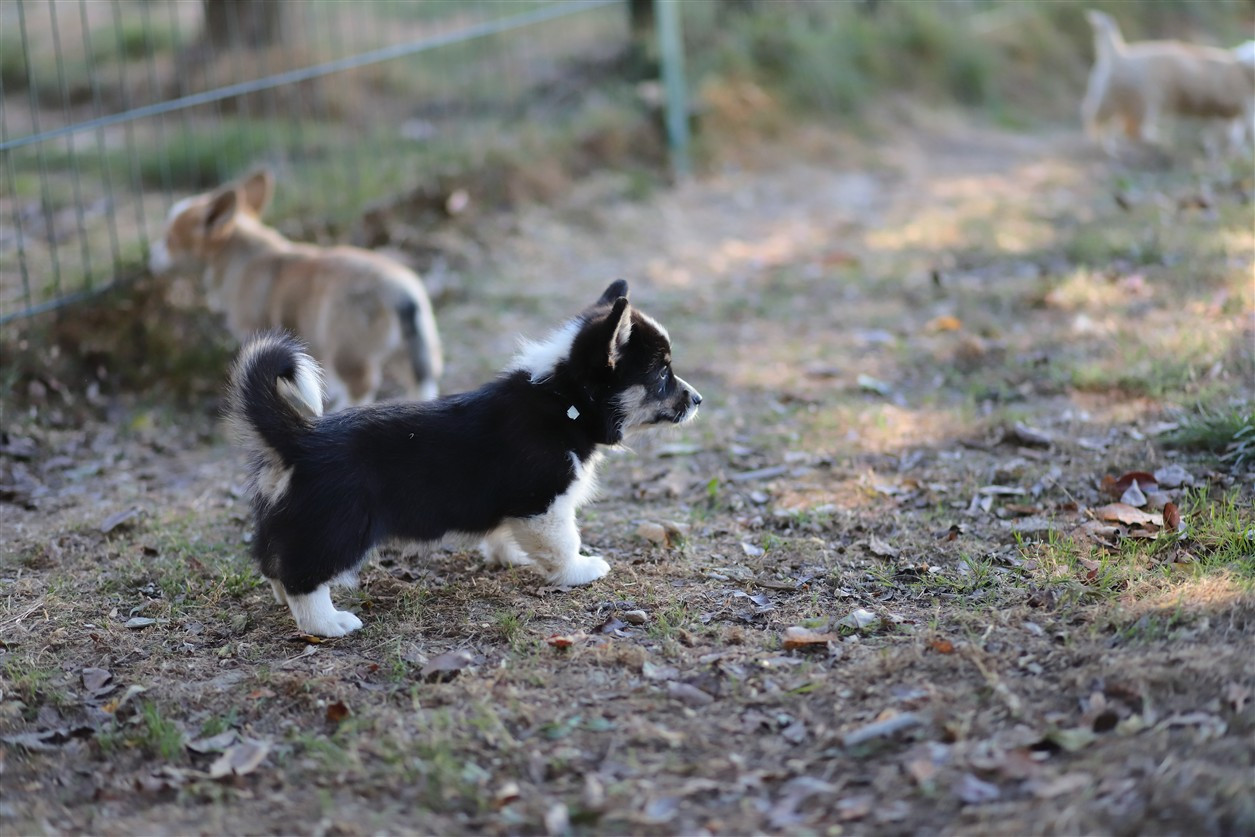 De Viknane - Chiots disponibles - Welsh Corgi Pembroke