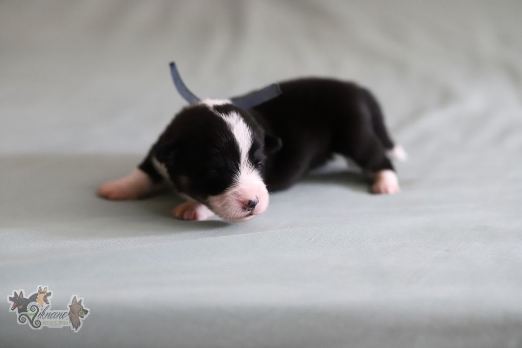 De Viknane - Chiots disponibles - Welsh Corgi Pembroke