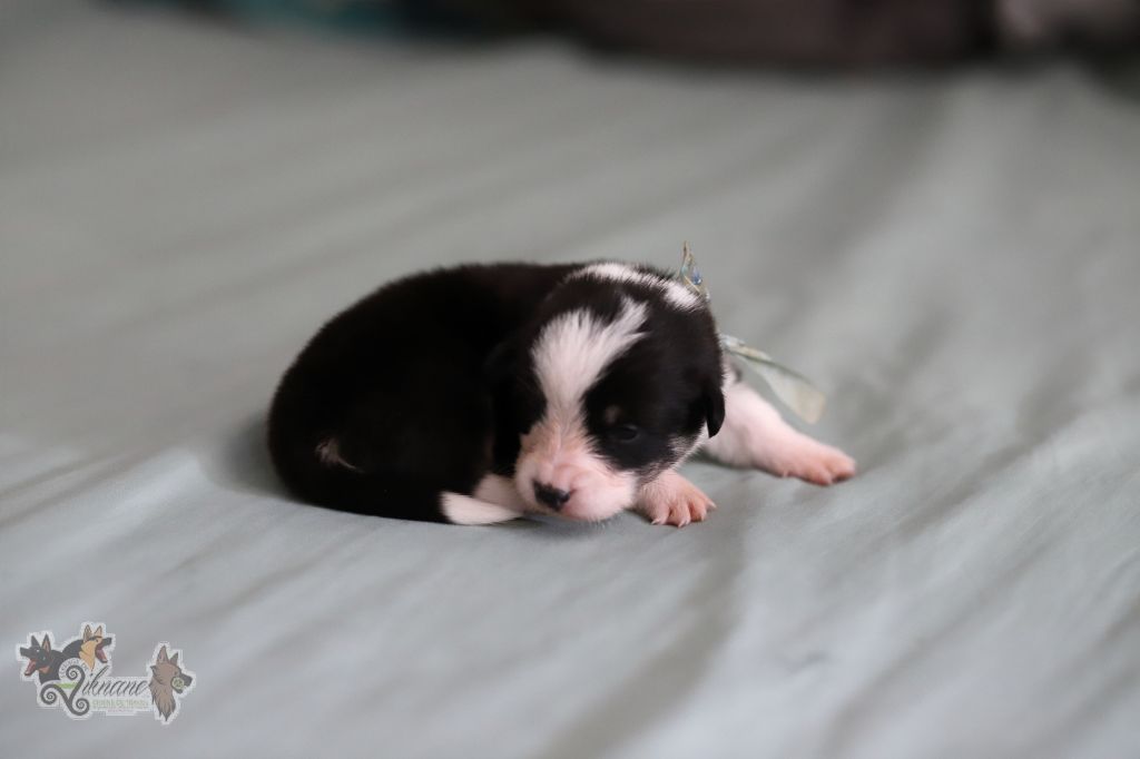 De Viknane - Chiots disponibles - Welsh Corgi Pembroke