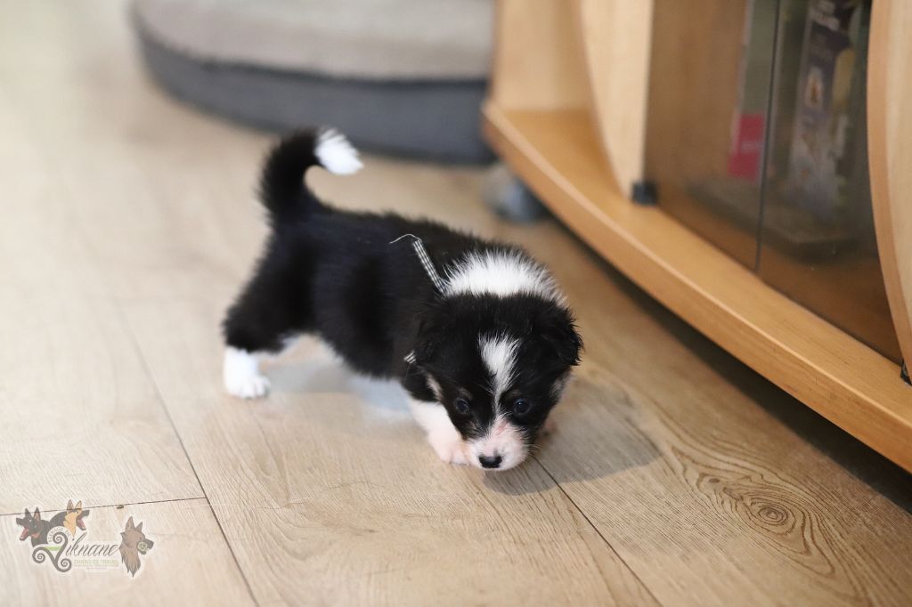 De Viknane - Chiots disponibles - Welsh Corgi Pembroke