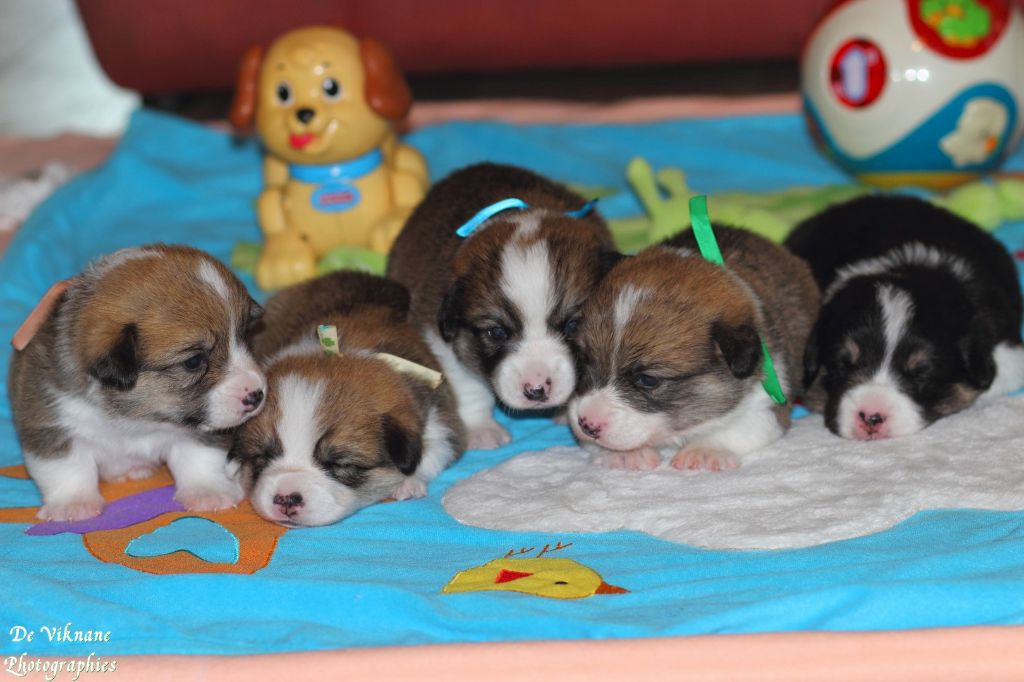 De Viknane - Welsh Corgi Pembroke - Portée née le 07/07/2019