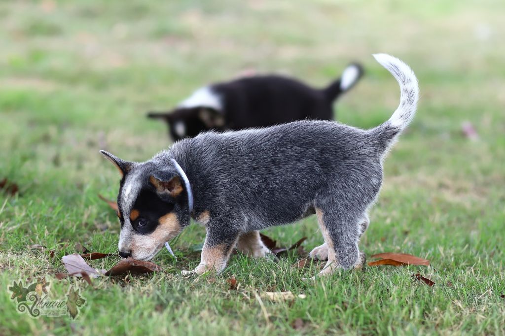 De Viknane - Chiots disponibles - Bouvier australien