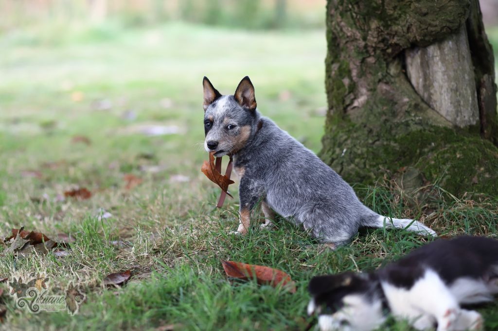 De Viknane - Chiots disponibles - Bouvier australien