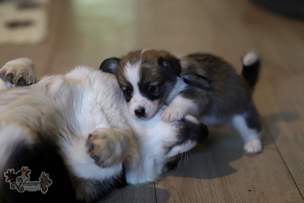 De Viknane - Chiots disponibles - Welsh Corgi Pembroke