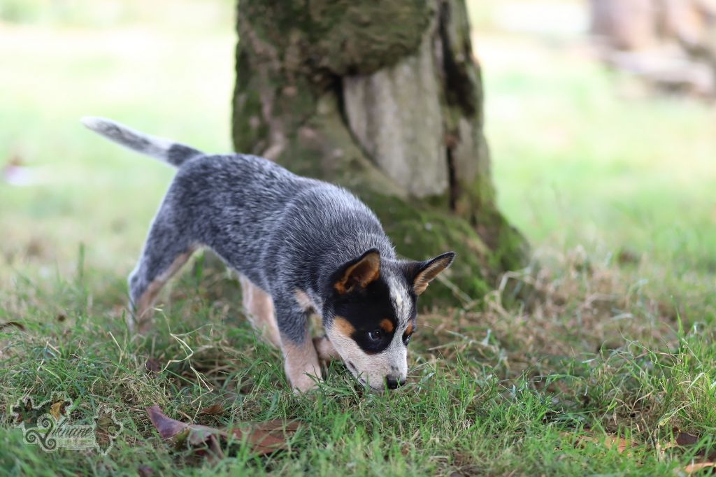 De Viknane - Chiots disponibles - Bouvier australien