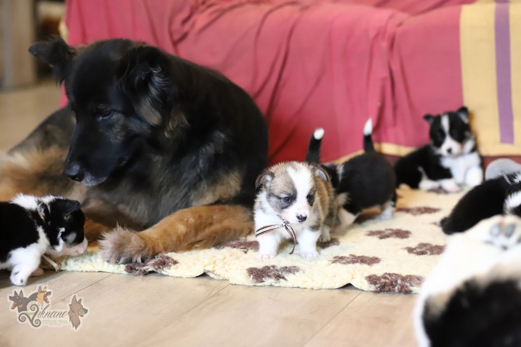 De Viknane - Chiots disponibles - Welsh Corgi Pembroke