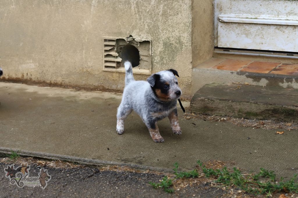 De Viknane - Chiots disponibles - Bouvier australien