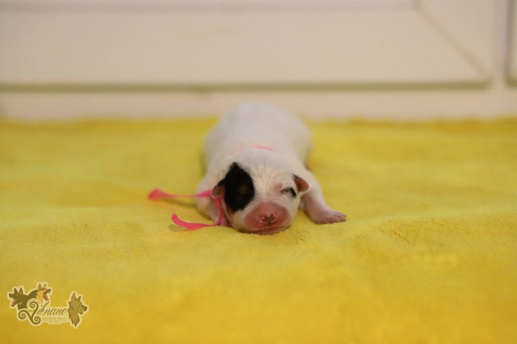 De Viknane - Chiots disponibles - Bouvier australien