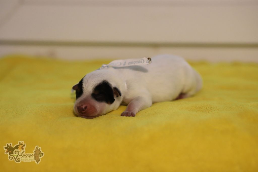 De Viknane - Chiots disponibles - Bouvier australien