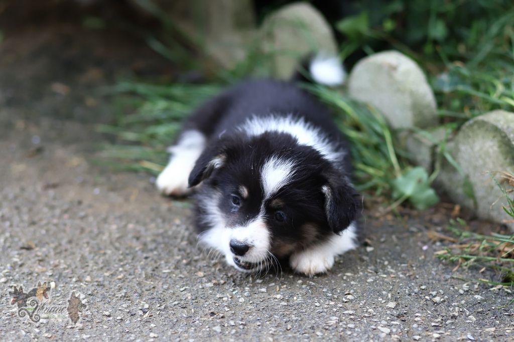 De Viknane - Chiots disponibles - Welsh Corgi Pembroke