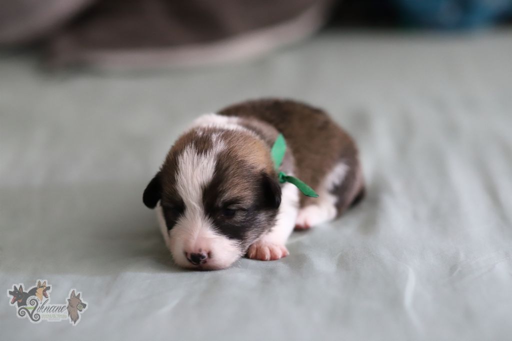 De Viknane - Chiots disponibles - Welsh Corgi Pembroke