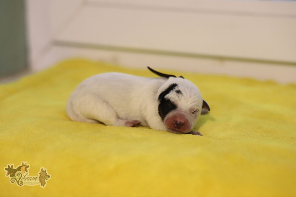 De Viknane - Chiots disponibles - Bouvier australien