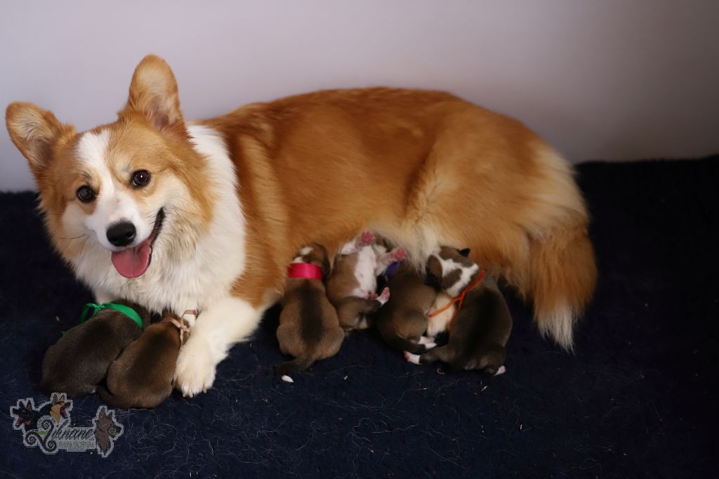 De Viknane - Welsh Corgi Pembroke - Portée née le 02/05/2023
