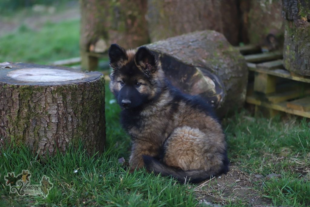 De Viknane - Chiots disponibles - Berger Allemand Poil Long