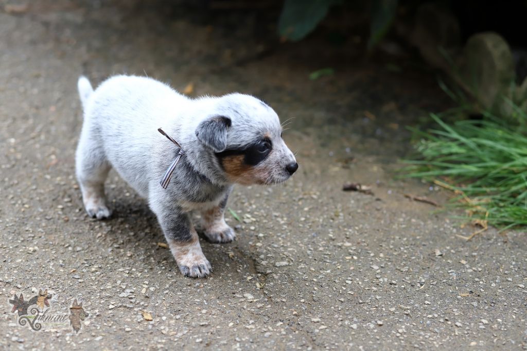 De Viknane - Chiots disponibles - Bouvier australien