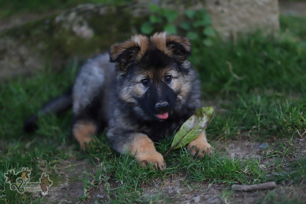 De Viknane - Chiots disponibles - Berger Allemand Poil Long