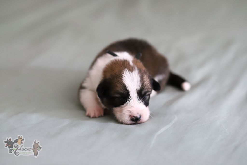 De Viknane - Chiots disponibles - Welsh Corgi Pembroke