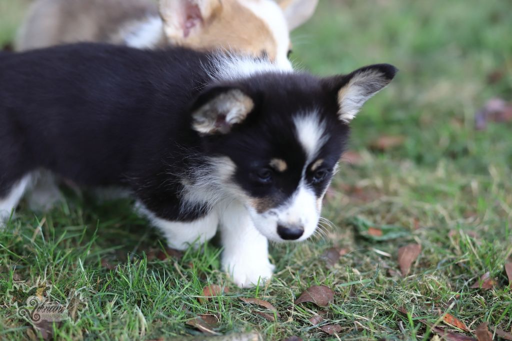 De Viknane - Chiots disponibles - Welsh Corgi Pembroke