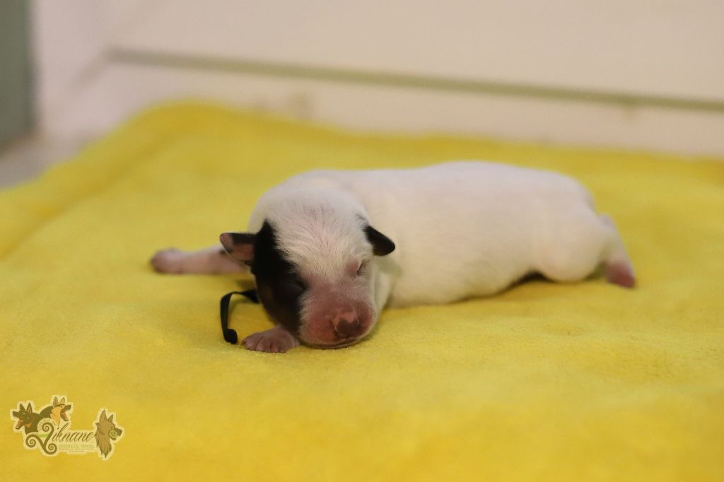De Viknane - Chiots disponibles - Bouvier australien