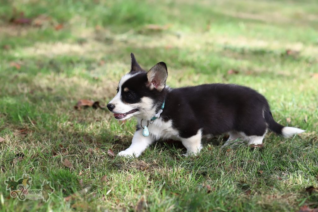 De Viknane - Chiots disponibles - Welsh Corgi Pembroke