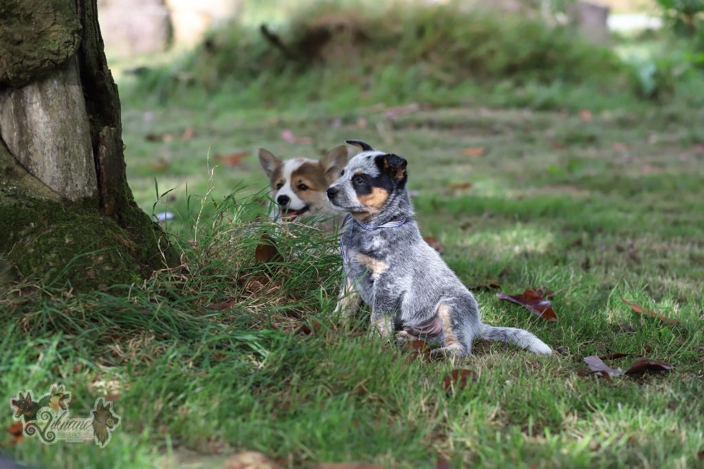 De Viknane - Chiots disponibles - Bouvier australien