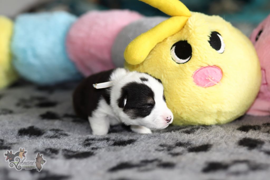 De Viknane - Welsh Corgi Pembroke - Portée née le 18/07/2023