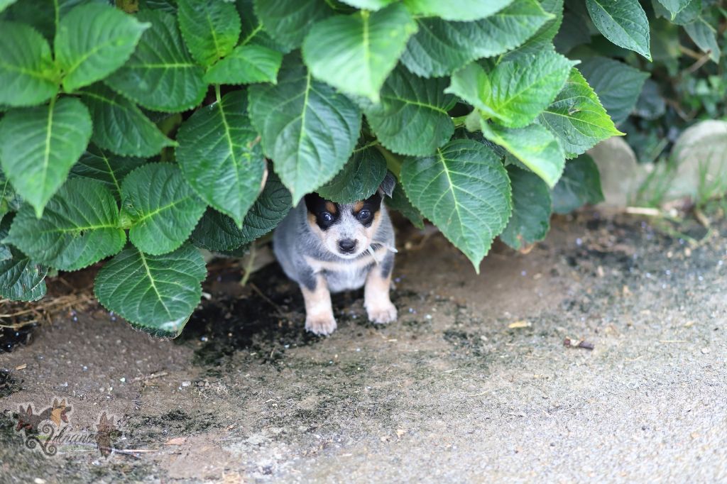 De Viknane - Chiots disponibles - Bouvier australien