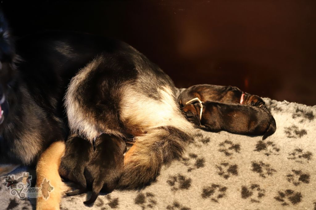 Chiot Berger Allemand Poil Long De Viknane