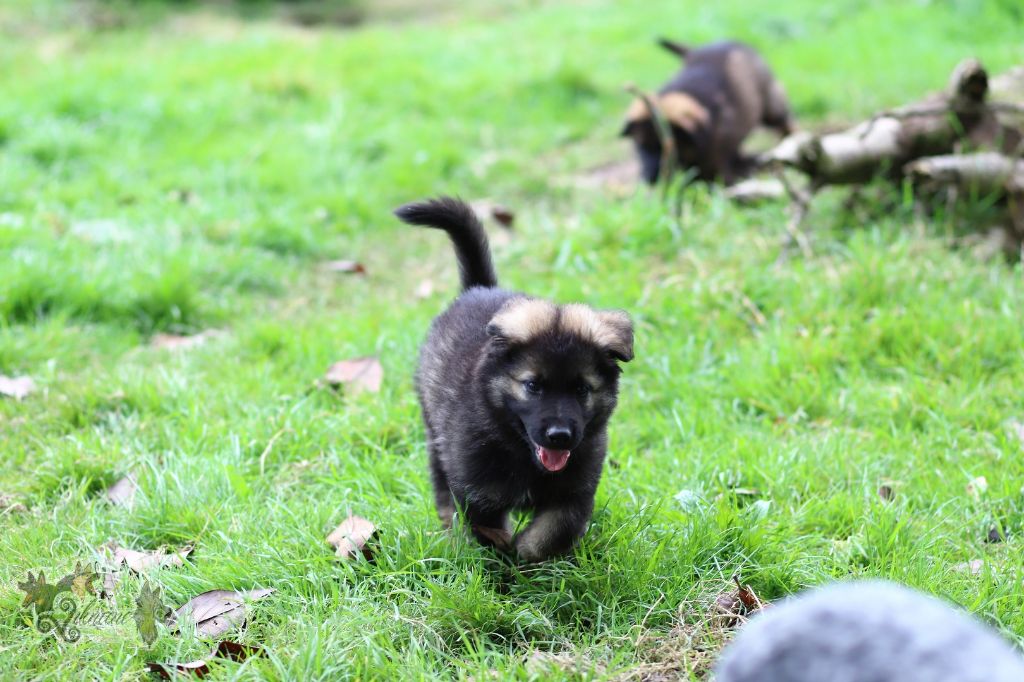 De Viknane - Berger Allemand Poil Long - Portée née le 09/07/2024