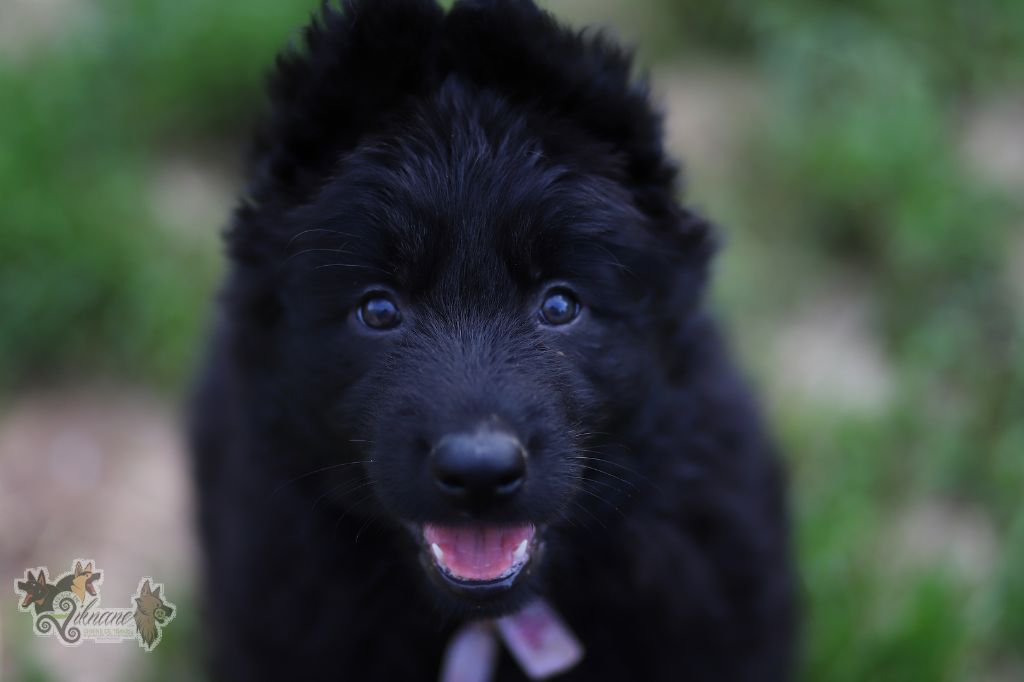 De Viknane - Chiots disponibles - Berger Allemand Poil Long